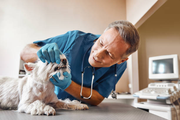 Best Emergency Tooth Extraction in Paloma Creek, TX